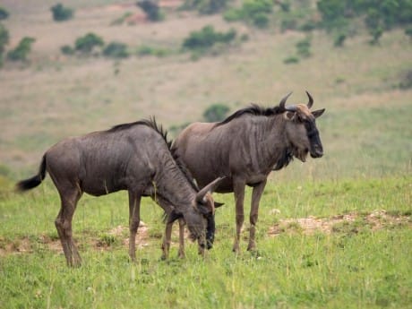 Nkomazi Game Reserve, Büffel