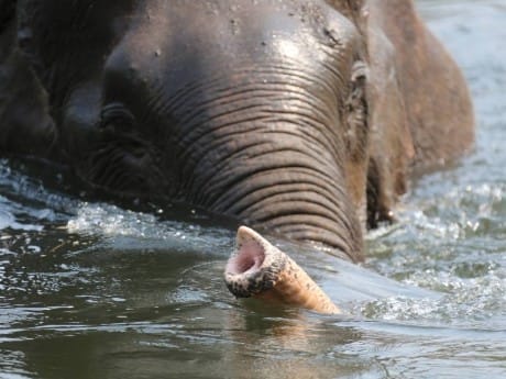 Elefant beim Baden