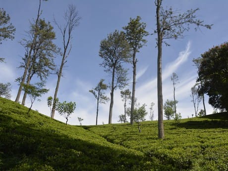 Teeplantagen
