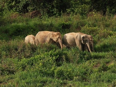Wilde Elefanten in Ban Huai Phak Kut
